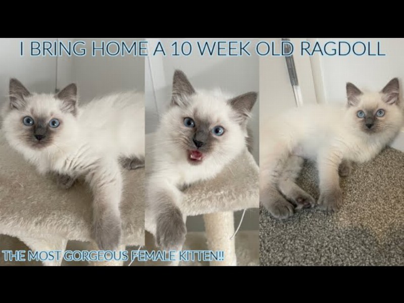 image 0 Bringing Our Blue Point Ragdoll Kitten Home!