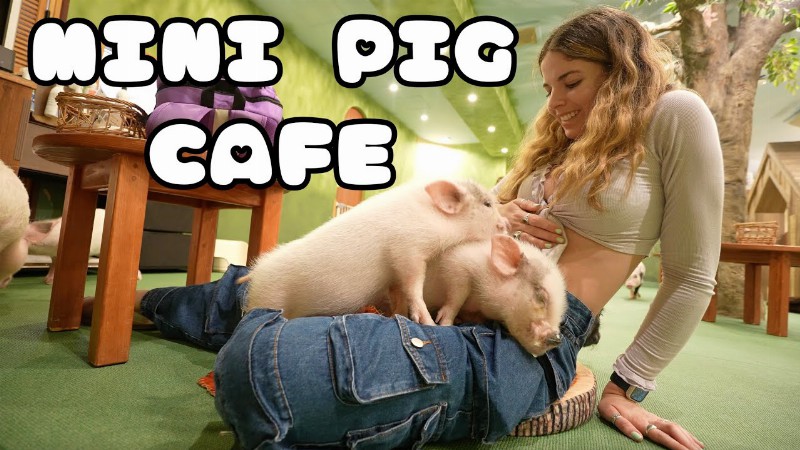 I Went To A Mini Pig Cafe In Tokyo Japan